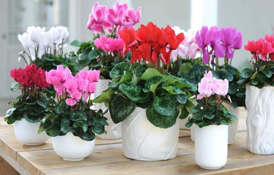 Mistura para flores