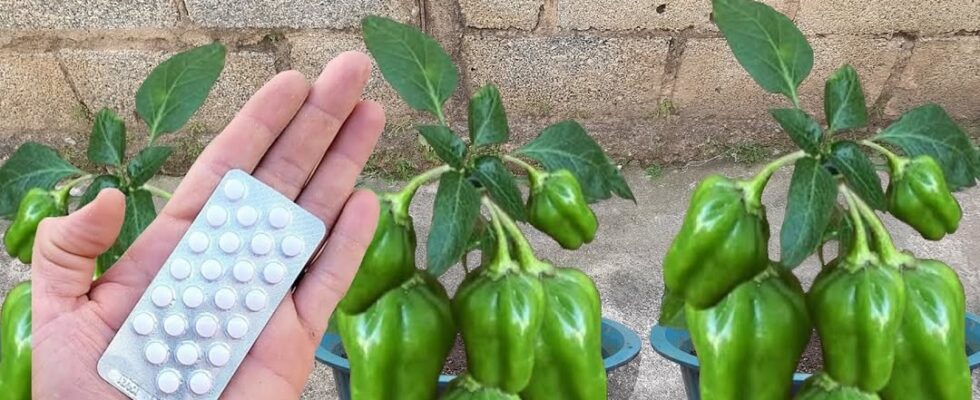 cultivar pimentão